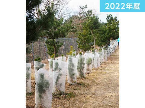 クロマツ植樹参加 (1年目)